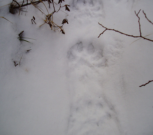 Wolverine pawprint in snow. Photo by Jill Seaton.