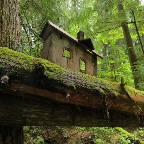 Wooden house in a forest surrounded by trees