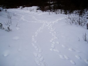 Criss-crossed wolverine tracks in snow